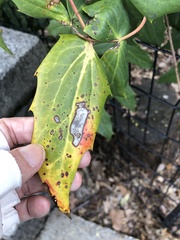 Calonectria