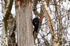 Dryocopus pileatus