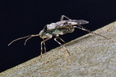 Phytocoris nigricollis