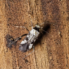 Phytocoris nigricollis