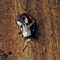 Phytocoris nigricollis