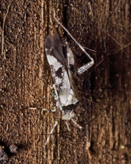 Phytocoris nigricollis