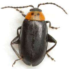 Disonycha triangularis