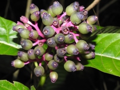 Palicourea lasiantha