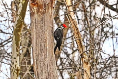 Dryocopus pileatus