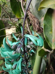 Strongylodon macrobotrys