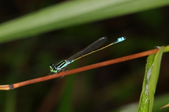 Ischnura fluviatilis