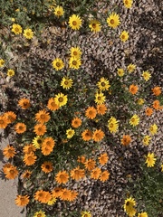 Dimorphotheca sinuata