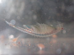 Eubranchipus oregonus