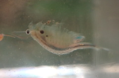 Eubranchipus oregonus