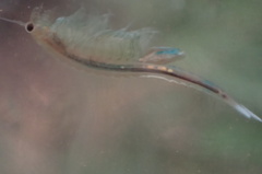 Eubranchipus oregonus