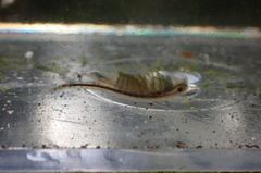 Eubranchipus oregonus