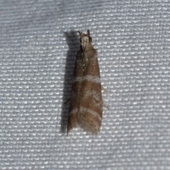 Ephestia columbiella