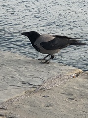 Corvus cornix