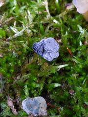 Hypomyces leotiicola