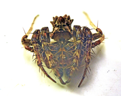 Arkys dilatatus