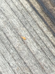 Entomobrya atrocincta