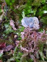 Hypomyces leotiicola