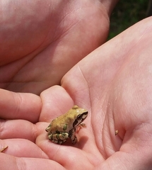 Pseudacris streckeri