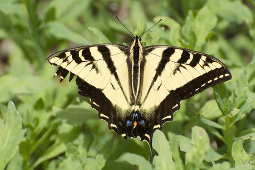 iNaturalist observation photo of Western Tiger Swallowtail