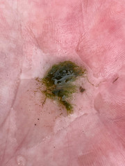 Cladophora glomerata