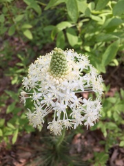 Xerophyllum asphodeloides