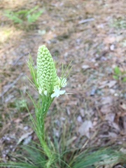 Xerophyllum asphodeloides