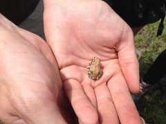 Pseudacris streckeri