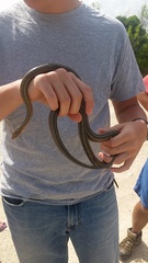 Pantherophis bairdi