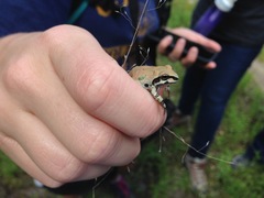 Pseudacris streckeri