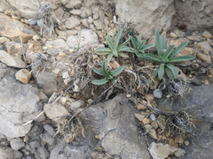 Atractylis cancellata