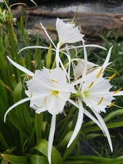 Hymenocallis coronaria