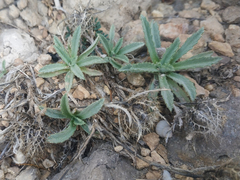 Atractylis cancellata