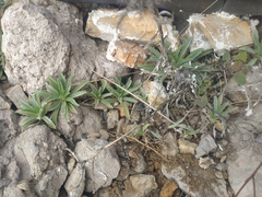 Atractylis cancellata