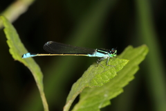 Ischnura fluviatilis