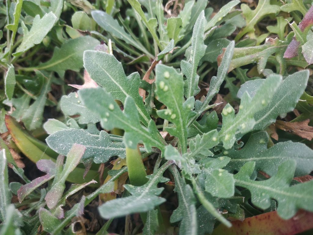 Aceria centaureae