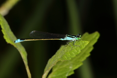 Ischnura fluviatilis