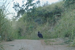 Coragyps atratus