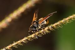 Brachygastra lecheguana