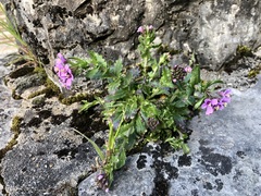 Arabis rosea