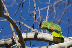 Amazona finschi × viridigenalis