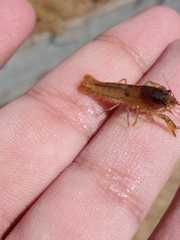 Cambarellus montezumae