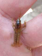 Cambarellus montezumae