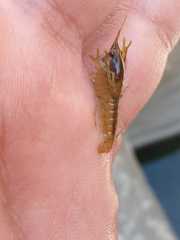 Cambarellus montezumae