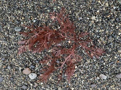 Odonthalia