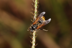 Brachygastra lecheguana