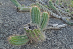 Coleocephalocereus fluminensis