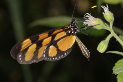 Thyridia psidii cetoides