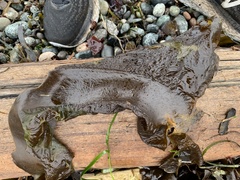 Pleurophycus gardneri