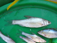 Enteromius paludinosus